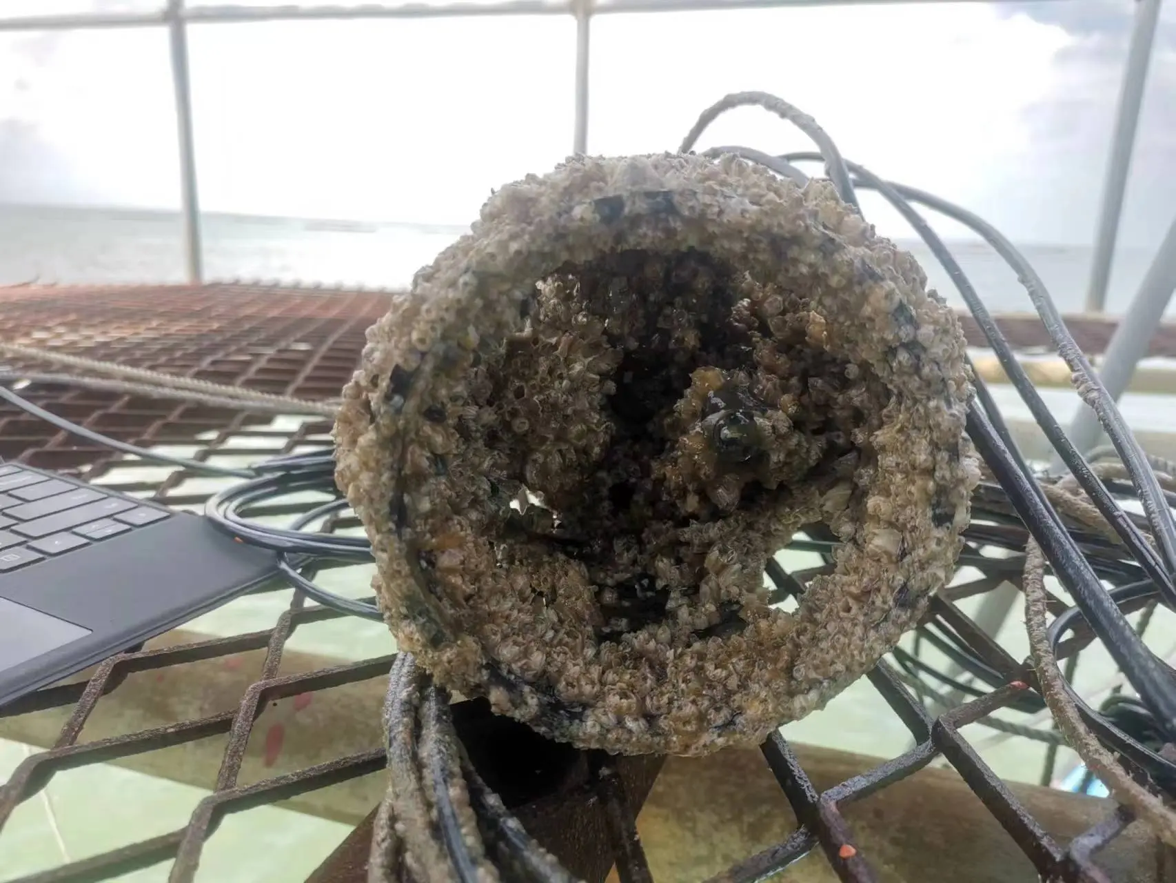 Impact of Marine Biofouling on Water Quality Sensors and Solutions - Analysis of Dissolved Oxygen Fluorescence Sensor by Qingdao Luminsens Marine Technology Company