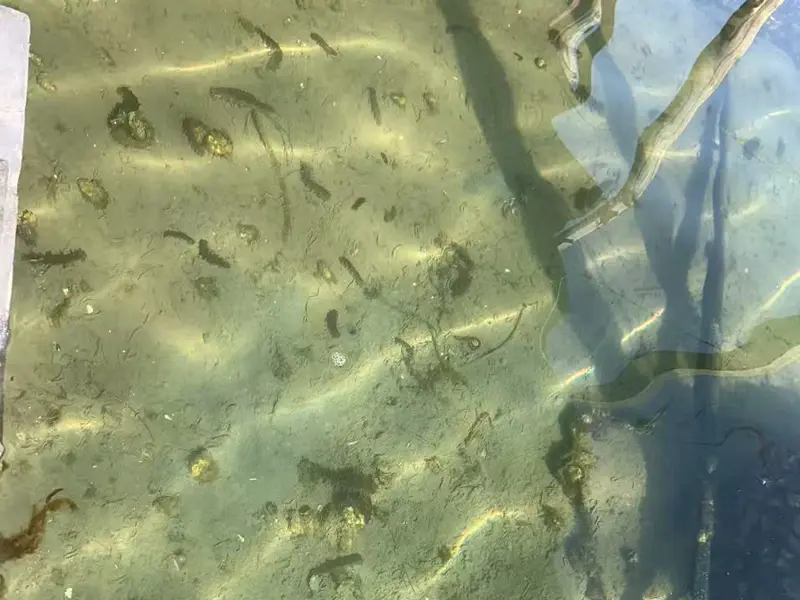 Portable-Dissolved-Oxygen-Analyzer-for-Sea-Cucumber-Farming-Base2